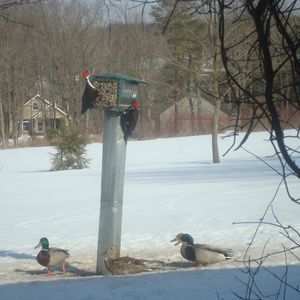 Meet your Posher, Rose marie